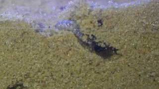 Tiger beetle larvae digging 2MOV [upl. by Bren787]