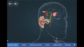 Ouvido e o Aparelho Auditivo  3D [upl. by Yaker]