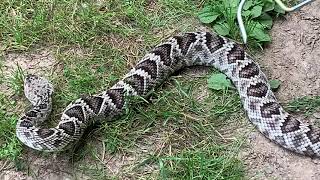 Timber rattlesnake vs Eastern diamondback [upl. by Tipton]