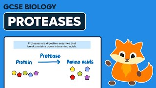 Digestive Enzyme Proteases  GCSE Biology [upl. by Marla154]