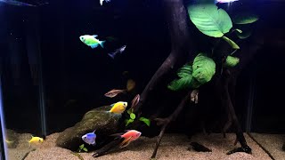 Peces ideales para peceras de 40 litros [upl. by Engis]