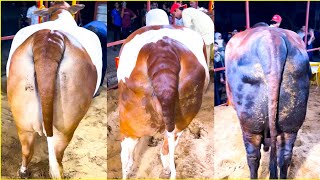 LIVE UNLOADNG FROM DOHS MASHAALLAH MASHAALAH 8 BEAUTIES FROM SUBZWARI CATTLE FARM ❤️🌟 [upl. by Matthew]