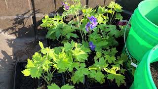 How to plant Delphiniums [upl. by Matheson]