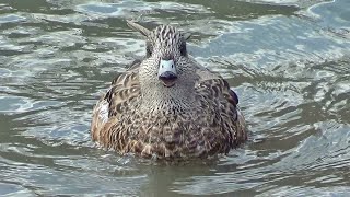 American Wigeons Purring amp Growling [upl. by Ecnaralc]