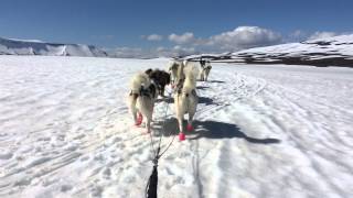 Dog Sledding in Iceland [upl. by Esiuolyram498]