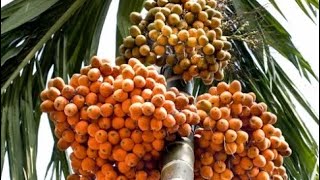 Areca Nuts Farmingbetel nuthow to planting [upl. by Seldun768]