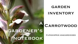 Garden Inventory Carrotwood from A Gardeners Notebook [upl. by Arobed]