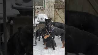 Alpha Dog Disciplines Bulldog for Playing too Rough with His Pups shorts [upl. by Doralyn461]