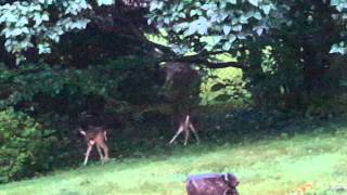 Whitetail deer fawns bleating [upl. by Imarej409]