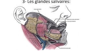 Histologie des glandes salivaires  2 ème année médecine [upl. by Nora738]