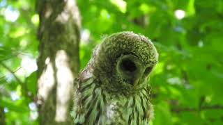 Barred Owl Hoots In Backyard  1524231 [upl. by Ellennod]