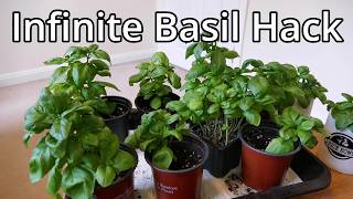 Basil How To Grow More Than You Can Eat [upl. by Assiar]