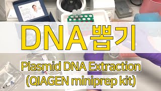 How to Miniprep Qiagen spin kit DNA 추출실험 [upl. by Undry]