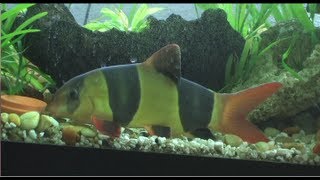 Huge Clown Loach eating snail [upl. by Durwin]