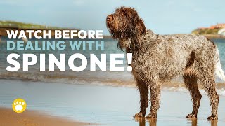 Spinone Italiano Temperament Should You Get One [upl. by Gun]