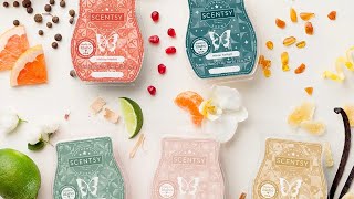 Scentsy Holiday Collection Warm Review  First Sniffs [upl. by Ina]