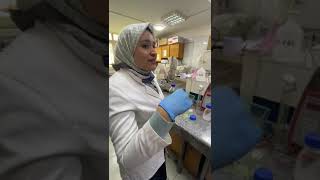 DNA gel electrophoresis 2 عملي [upl. by Ahseiyt401]