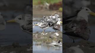 Pulicat Crested Terns [upl. by Sldney]