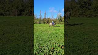 whitehorse equestriangirl cob horseriding 🦄 [upl. by Doggett]