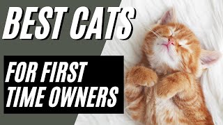 Best Cat Breeds For First Time Owners  Which Cat Breeds Are Good For First Time Ownership [upl. by Corney310]