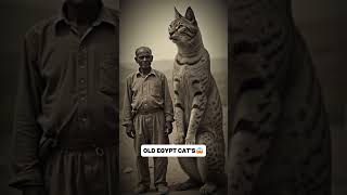 Old Giant Cats in Egypt 😱😨 shorts ai cat egypt [upl. by Ydnik515]