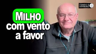 Milho com vento a favor comenta Vlamir Brandalizze [upl. by Aplihs452]