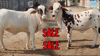 Gulabi Beauties For Sale Cattle Farm for Bakra Eid 2025  Qurbani Cows  Novamber 2 2024 [upl. by Rahm]