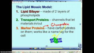 Chapter 7 Podcast 7 Cell Membrane Structure amp Function [upl. by Barbabas821]