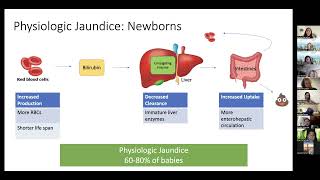 Neonatal Jaundice by L Veit  OPENPediatrics [upl. by Ayiak886]