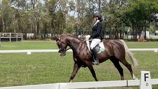 NOVICE 21 DRESSAGE TEST  WITH INTEST SCORING [upl. by Birecree]