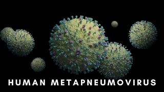 Human Metapneumovirus Insights and Impacts [upl. by Ierna]