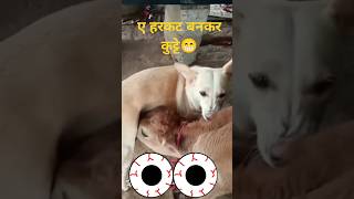 Dog funny moments animals cute love dog cow funny peta animalcrueltyfree doglover srilanka [upl. by Eynenihc509]