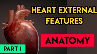 Heart Anatomy external features Part 1 ♥️♥️ [upl. by Weitzman568]