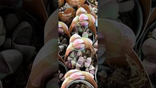 Pleiospilos nelii Royal Flush [upl. by Judy]