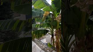 Banana going to flower  Supetar  Brac  Croatia [upl. by Nerek]