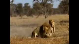 Male Lion Killing Cheetah  amazing [upl. by Kos]