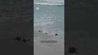 Sharks feed on whale carcass drifting off WAs south coast 🦈  ABC Australia [upl. by Andromada646]