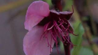 Nectarine Tree Flowering and Fruiting Season [upl. by Adnamra]