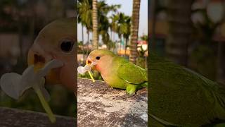 Mini Vlogs with birds 🦜 birdslover minivlog shortvideo shortsfeed pets [upl. by Aleibarg]