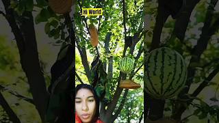 Watermelon food fruit food woodworking trandingcomedyshorts [upl. by Alcina]