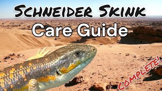 The Complete Schneider Skink Care Guide [upl. by Giesser]