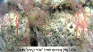 Spawning and development in Osedax boneworms Siboglinidae Annelida [upl. by Silvester433]