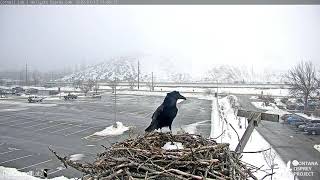 Rapid Knocking Vocalizations by Common Raven While Exploring Hellgate Osprey Nest Jan 13 2022 [upl. by Castora]