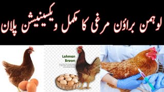 Lohmann Brown Chicken Vaccination Plan  chicks vaccination shedule [upl. by Anstice]