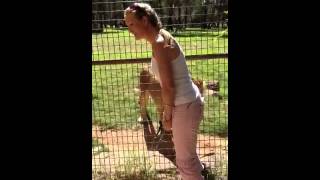 Lion Feeding Close Encounter  Dubbo Zoo Australia [upl. by Annovaj]