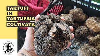 Vi porto nella mia tartufaia coltivata Tuber Aestivum 2023 [upl. by Joelynn314]