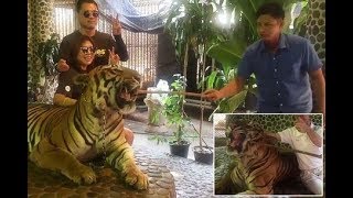 Distressing footage of tiger being poked by red hot stick to roar for photos sparks outrage [upl. by Ennoved]