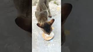 Cat eating kheer puri catvideos catmeow cats catsound [upl. by Eilhsa766]