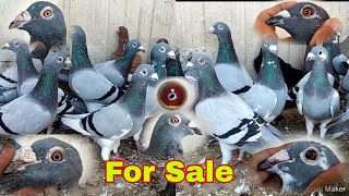 Racing pigeons For Sale Pigeons For Sale Racing pigeons Kalapati  Fancy piegon piegon [upl. by Aihcats]