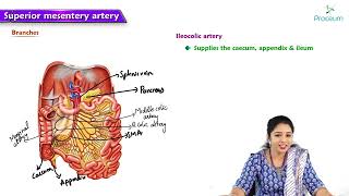 15 Anatomy of Superior Mesenteric Artery  MBBS Lecture [upl. by Naresh]